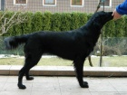 Flat coated retriever ttka