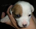 Jack Russell Terir