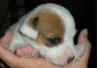 Jack Russell Terir