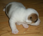 Jack Russell Terir