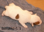 Jack Russell Terir