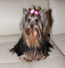 �t���tka jork��rka bez PP