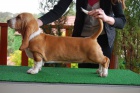 Basset hound