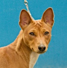 basenji tata