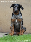 Beauceron - francouzsk ovk