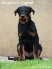 Beauceron - francouzsk ovk