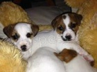 Prodm dv fenky JRT