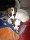 Prodm dv fenky JRT