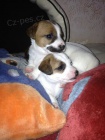 Prodm dv fenky JRT