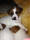 Prodm dv fenky JRT