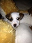 Prodm dv fenky JRT