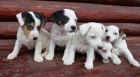 jack russell terier