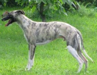 vipet , whippet kryt