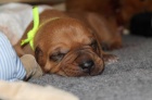 Rhodesian ridgeback-posledn tandartn psk!