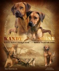 Rhodesian ridgeback-posledn tandartn psk!