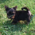 Jork��rsk� teri�r s PP