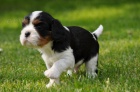 TR psk Kavalr King Charles panl