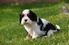 TR psk Kavalr King Charles panl