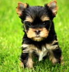 Jork��rsk� teri�r