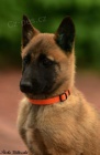 Belgick ovk malinois