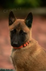 Belgick ovk malinois