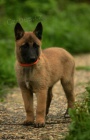 Belgick ovk malinois