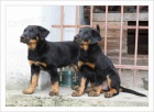 Prodm tn (pejsek) Beaucerona s PP