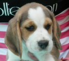 tn beagle