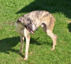 whippet , vipet