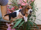 Baset, Basset, Basset Hound