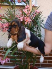 Baset, Basset, Basset Hound