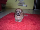 Lhasa apso s PP