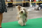 Bearded Collie - tata s PP