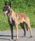 Belgick ovk malinois