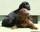 Labrador retriever s PP ern ..pejsci