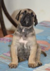 boerboel BALLOTADA