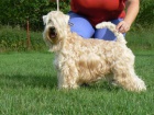 IRISH SOFT COATED WHEATEN TERIER