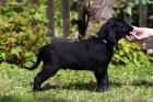 ttko flat coated retrievere - posledn pejsek s PP, k odbru nyn