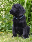 ttko flat coated retrievere - posledn pejsek s PP, k odbru nyn