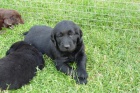 tata Flat coated retriever