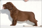 Chesapeake bay Retriever