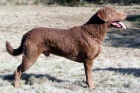 Chesapeake bay Retriever