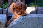 kavalr king charles panl