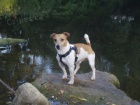 Jack Russell Terir ke kryt