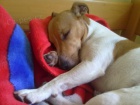 Jack Russell Terir ke kryt