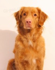 tata Nova Skotia Duck Tolling Retriever