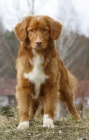 tata Nova Skotia Duck Tolling Retriever