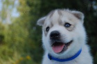 Siberian husky - �teniatka s pp
