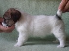 Jack Russell Terrier s PP