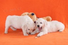 Zlat retrvr  golden retriever s PP tata